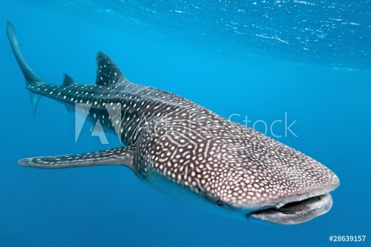 Bild på Whale shark